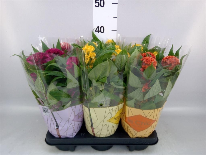 <h4>Celosia arg. CR 'Twisted'   ...mix</h4>