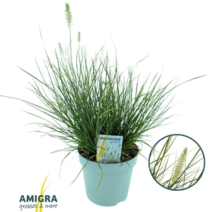Pennisetum alop. 'Little Bunny'