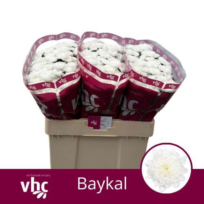 <h4>Chr San Baykal</h4>