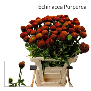 ECHI PURPUREA Prairie Splendor naked