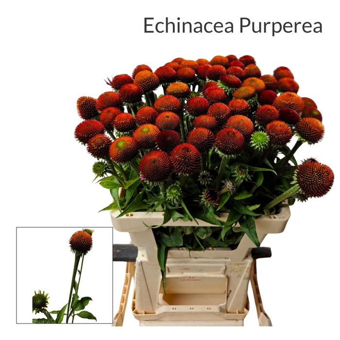 <h4>ECHI PURPUREA Prairie Splendor naked</h4>
