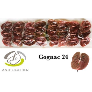 ANTH A COGNAC 24 smart pack