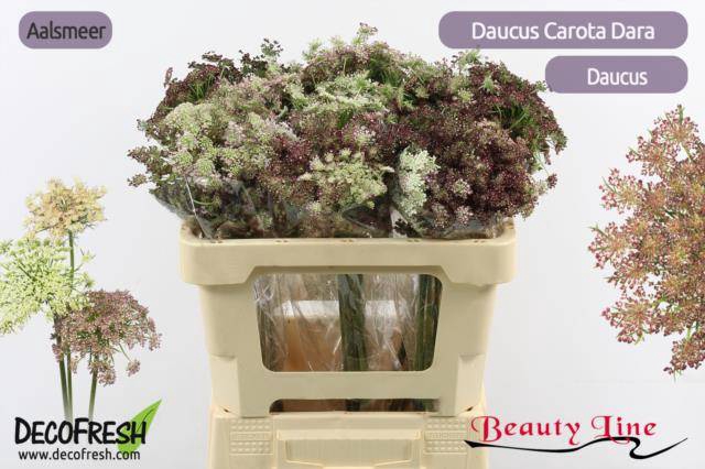 <h4>DAUCUS CAROTA DARA</h4>