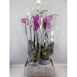 Phalaenopsis   ...lilac