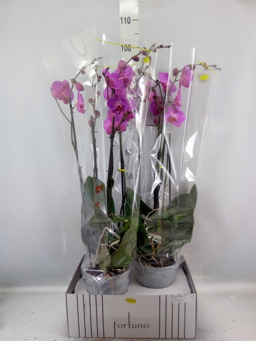 <h4>Phalaenopsis   ...lilac</h4>