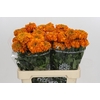 Tagetes Marigold Promise Orange