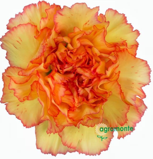 <h4>Di St Boiro</h4>