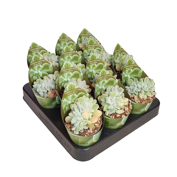 <h4>ECHEVERIA PULVINATA FROSTY CRESTATA - POT Ø 6,5 WITH POTCOVER (SUCCULENTEN)</h4>