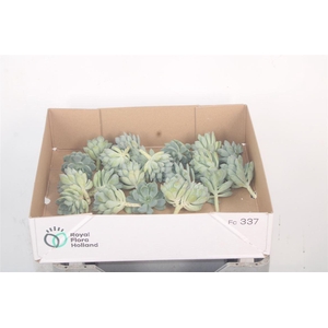 Echeveria Elegance X20