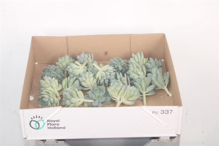 <h4>Echeveria Elegance X20</h4>