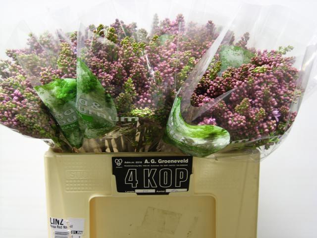 <h4>SYR V DARK KOSTER</h4>