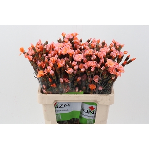 Di Solomio Orange Tinted