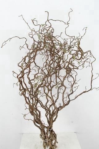 <h4>CORYL AV CONTORTA 2 JARIG 100CM</h4>