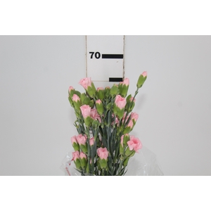 CRAVO SPRAY DOOBADOO 060 CM