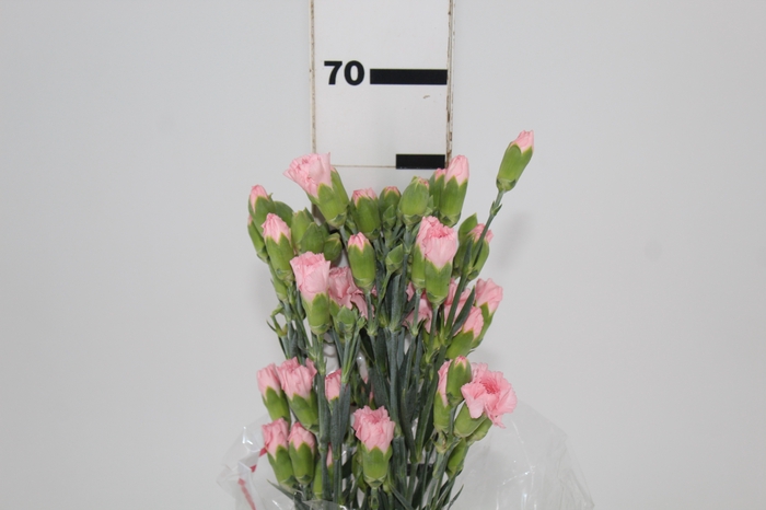 <h4>CRAVO SPRAY DOOBADOO 060 CM</h4>