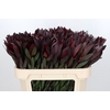 Leucadendron Saf Sunset Dark R.