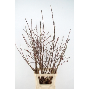 PRUNUS MELRED VERTAKT 150CM