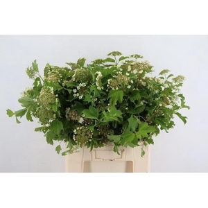 VIBURNUM OPULUS