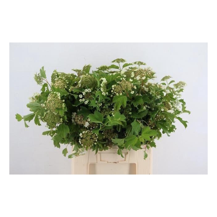 <h4>Viburnum Opulus</h4>