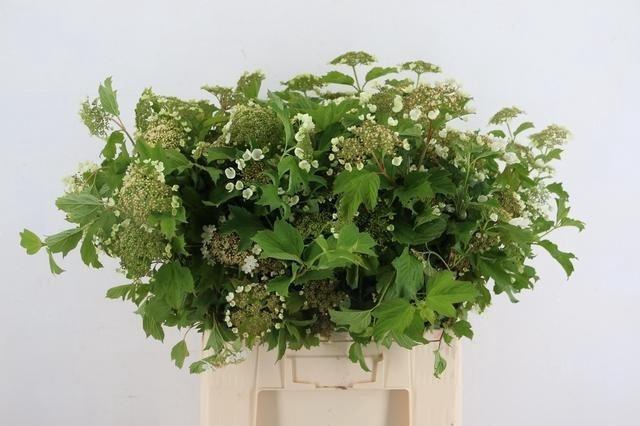 <h4>VIBURNUM OPULUS</h4>