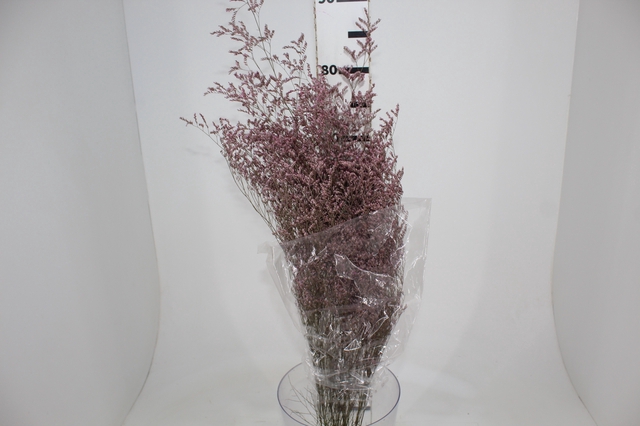 <h4>LIMONIUM DESIDRATADO TINTURADO ROSA 070 CM</h4>