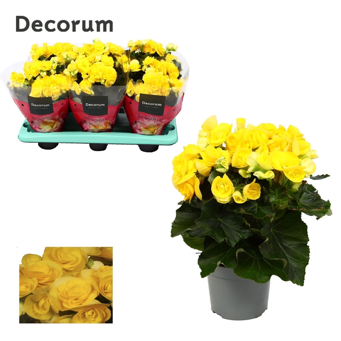 <h4>Begonia ''rebecca'' geel 13cm Decorum</h4>