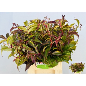 LEUCOTHOE FONT RAINB