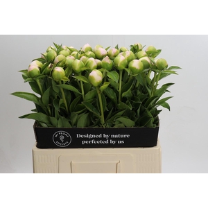 Paeonia Princess Bride