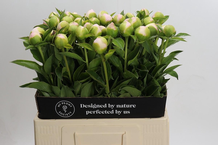 <h4>Paeonia Princess Bride</h4>