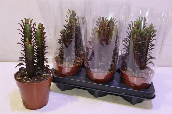 <h4>arr8 Euphor Trig Rubra</h4>