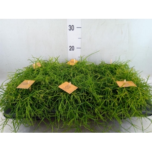 Rhipsalis   ...