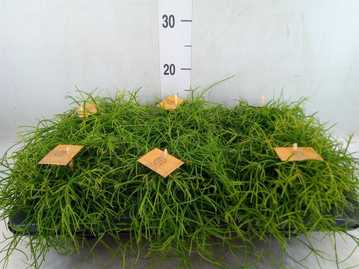<h4>Rhipsalis ...</h4>