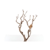 Syringa Branch Extra Godon