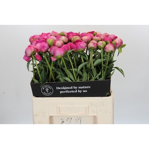 Paeonia Glory Hallelujah