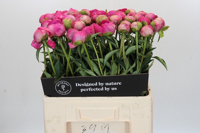 <h4>Paeonia Glory Hallelujah</h4>