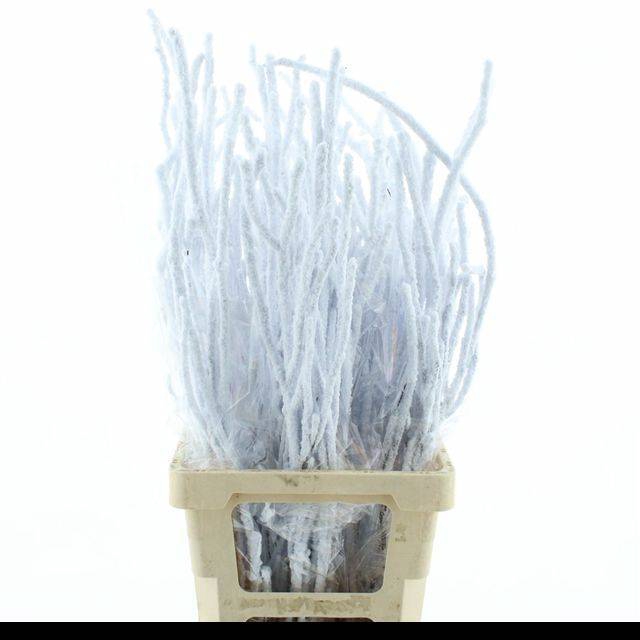 <h4>BETULA OV KLB H%</h4>