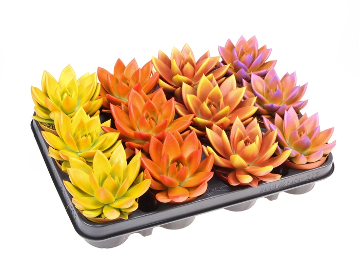 <h4>Echeveria  'Miranda'</h4>
