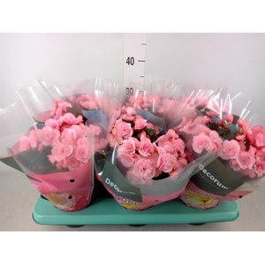 Begonia elat. DU 'Move2Joy Pink'