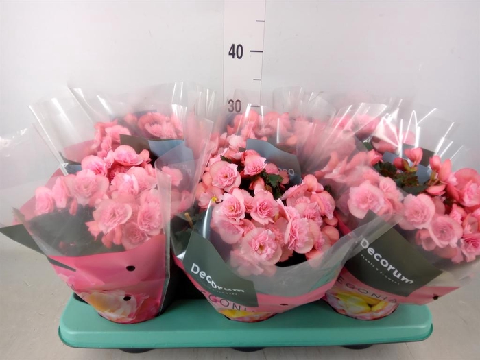<h4>Begonia elat. DU 'Move2Joy Pink'</h4>