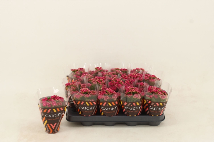 <h4>Kalanchoe blos. 'Garbo lilac'</h4>
