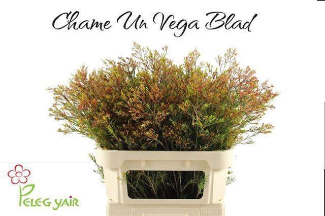 <h4>Chamelaucium Vega</h4>