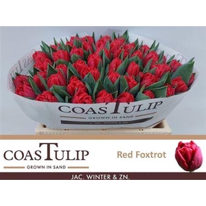 Tu [coas] Du Red Foxtrot