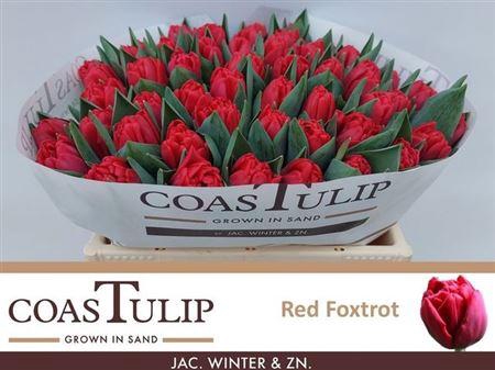 <h4>Tu [coas] Du Red Foxtrot</h4>