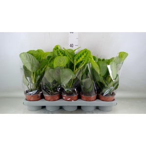 Maranta leuc. 'Lemon'