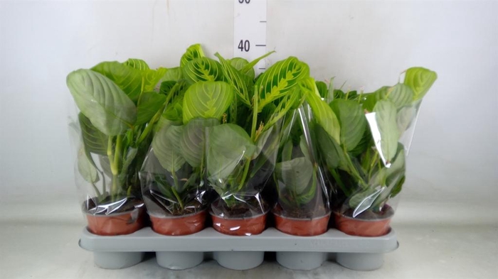 <h4>Maranta leuc. 'Lemon'</h4>