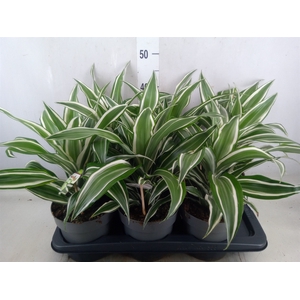 Dracaena frag. 'White Jewel'