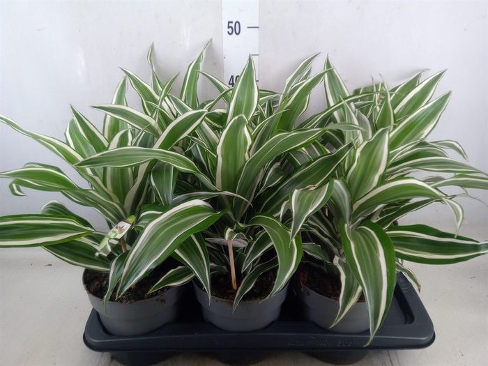 <h4>Dracaena frag. 'White Jewel'</h4>