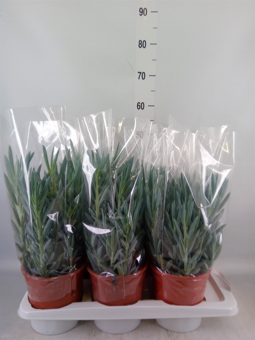 <h4>Curio ficoides 'Mount everest'</h4>