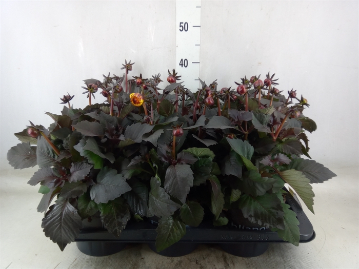 <h4>Dahlia  'Dahlinova Tempt Golden'</h4>