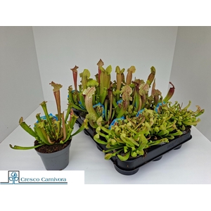 SARRACENIA OV